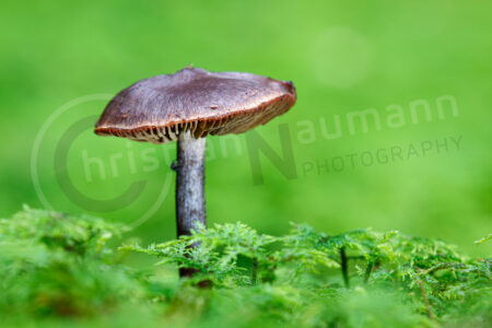 Gürtelfüße (Telamonia)