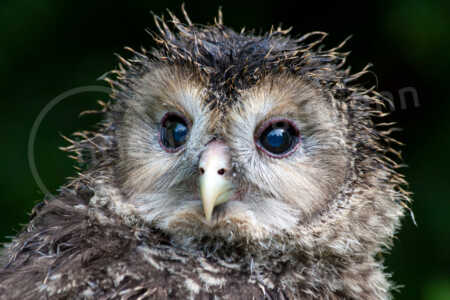 Habichtskauz (Strix uralensis) Habichtskauz (Strix uralensis)