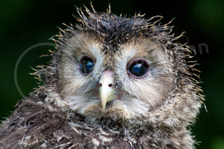 Habichtskauz (Strix uralensis)