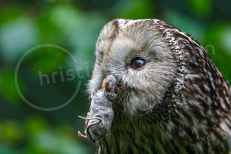 Habichtskauz (Strix uralensis)
