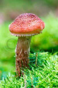 Hallimasche Honigpilze (Armillaria) Hallimasche Honigpilze (Armillaria)