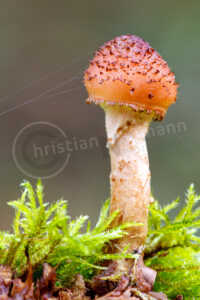 Hallimasche Honigpilze (Armillaria) Hallimasche Honigpilze (Armillaria)