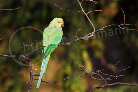 Halsbandsittich (Psittacula krameri)