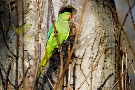 Halsbandsittich (Psittacula krameri)