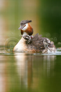 Haubentaucher (Podiceps cristatus) Haubentaucher (Podiceps cristatus)