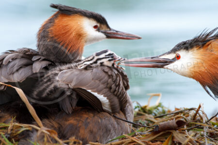 Ein Alttier füttert seinJunges mit Grill Haubentaucher (Podiceps cristatus)