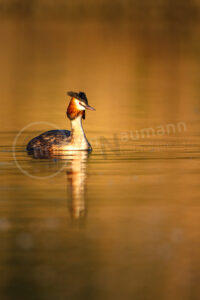 Haubentaucher (Podiceps cristatus)