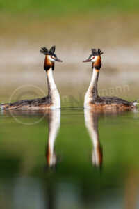 Zwei Haubentaucher (Podiceps cristatus) schwimmen auf einem See und balzen auf dem Wasser Haubentaucher (Podiceps cristatus)