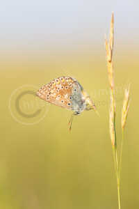 Hauhechel-Bläuling (Polyommatus icarus) Hauhechel-Bläuling (Polyommatus icarus)