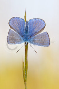 Hauhechel-Bläuling (Polyommatus icarus) Hauhechel-Bläuling (Polyommatus icarus)