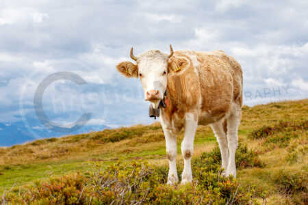 Hausrind (Bos taurus) Hausrind (Bos taurus)