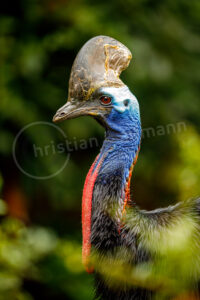 Helmkasuar (Casuarius casuarius) Helmkasuar (Casuarius casuarius)