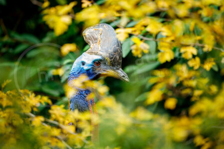 Helmkasuar (Casuarius casuarius)