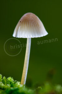 Helmlinge (Mycena)