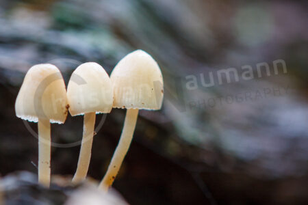 Helmlinge (Mycena)