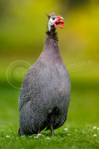 Helmperlhuhn (Numida meleagris)
