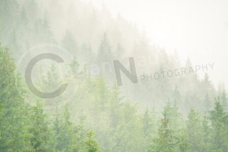 Herbstwald in der Slowakei