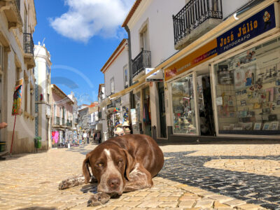 Hund auf einer Straße in Portugal