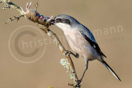 Iberienraubwürger (Lanius meridionalis) Iberienraubwürger (Lanius meridionalis)