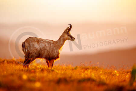 juvenile Gämse (Rupicapra rupicapra), Tierkind, Vogesen, Frankreich Junge Gämse (Rupicapra rupicapra)