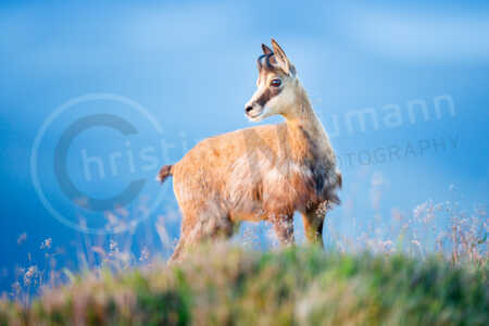 juvenile Gämse (Rupicapra rupicapra), Tierkind, Vogesen, Frankreich Junge Gämse (Rupicapra rupicapra)