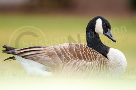 Kanadagans (Branta canadensis)