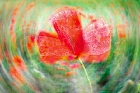 Klatschmohn (Papaver rhoeas) Klatschmohn (Papaver rhoeas)