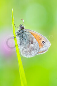 Kleine Wiesenvögelchen (Coenonympha pamphilus)