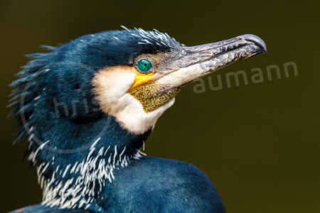 Portrait eines Kormorans Kormoran (Phalacrocorax carbo)