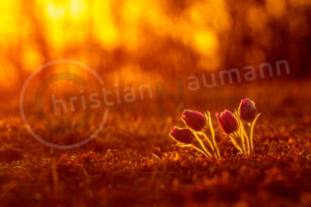 Auf einer Magerrasen-Wiese stehen im Frühjahr Kuhschellen. Küchenschellen