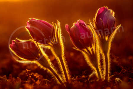 Küchenschellen Küchenschellen