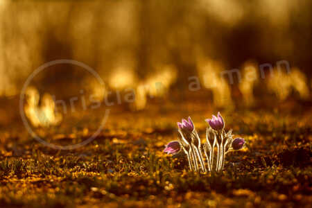 Küchenschellen Küchenschellen