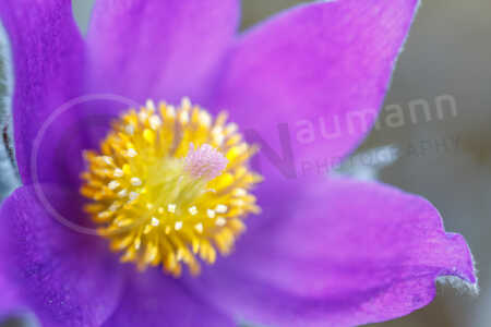 Küchenschellen Küchenschellen