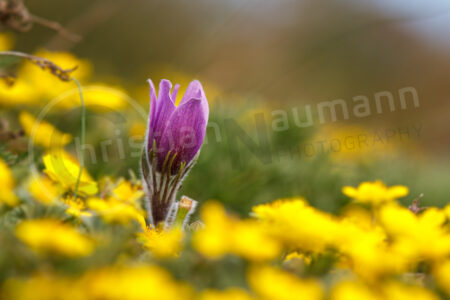 Kuhschelle (Pulsatilla vulgaris) Kuhschelle (Pulsatilla vulgaris)