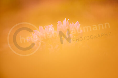 Kuhschelle (Pulsatilla vulgaris)