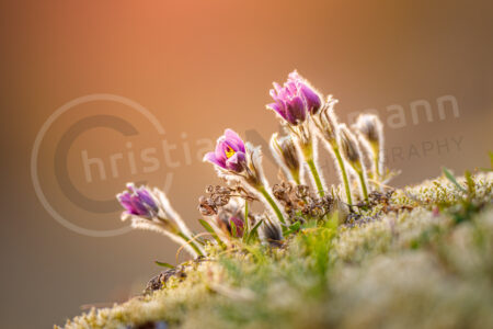 Kuhschelle (Pulsatilla vulgaris), blühend, Rheinland-Pfalz, Deutschland Kuhschelle (Pulsatilla vulgaris)