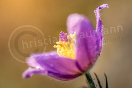 Kuhschelle (Pulsatilla vulgaris)