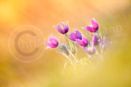 Kuhschelle (Pulsatilla vulgaris), blühend, Rheinland-Pfalz, Deutschland Kuhschelle (Pulsatilla vulgaris)