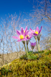 Kuhschelle (Pulsatilla vulgaris)