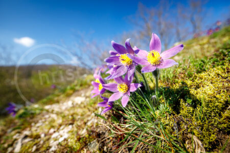 Kuhschelle (Pulsatilla vulgaris)