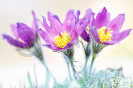 Kuhschelle (Pulsatilla vulgaris)