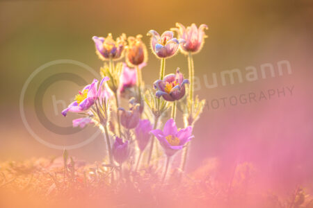 Kuhschelle (Pulsatilla vulgaris)