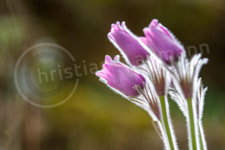 Kuhschelle (Pulsatilla vulgaris) Kuhschelle (Pulsatilla vulgaris)