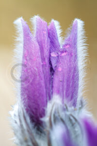Kuhschelle (Pulsatilla vulgaris)