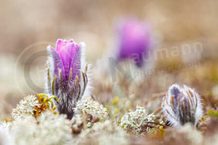 Auf einer Wiese stehen im Frühjahr Kuhschellen. Kuhschelle (Pulsatilla vulgaris)
