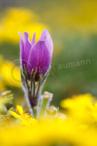 Kuhschelle (Pulsatilla vulgaris)
