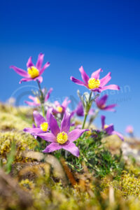 Kuhschelle (Pulsatilla vulgaris)