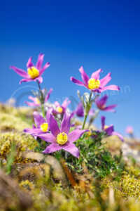 Kuhschelle (Pulsatilla vulgaris), blühend, Rheinland-Pfalz, Deutschland Kuhschelle (Pulsatilla vulgaris)