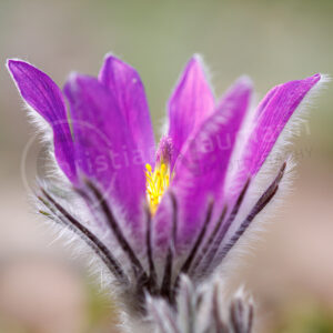 Kuhschelle (Pulsatilla vulgaris) Kuhschelle (Pulsatilla vulgaris)