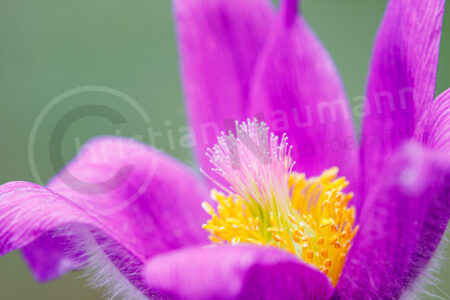 Kuhschelle (Pulsatilla vulgaris)